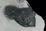 Metacanthina Trilobite - Lghaft, Morocco #128951-1